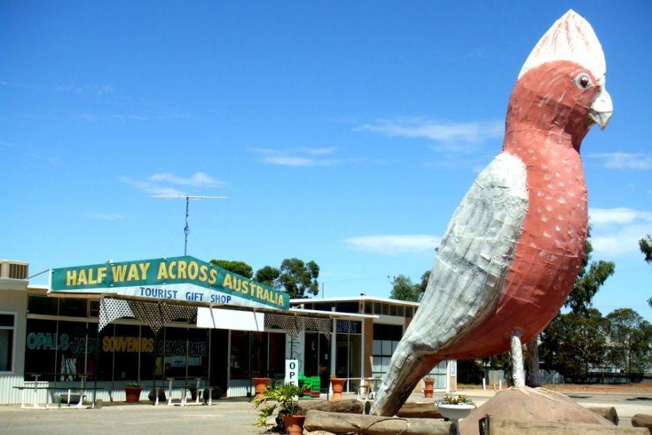 Big Galah.jpeg