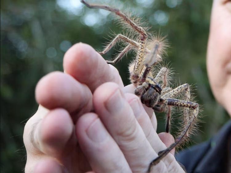 Are daddy longlegs spiders? Myths and arachnids meet up